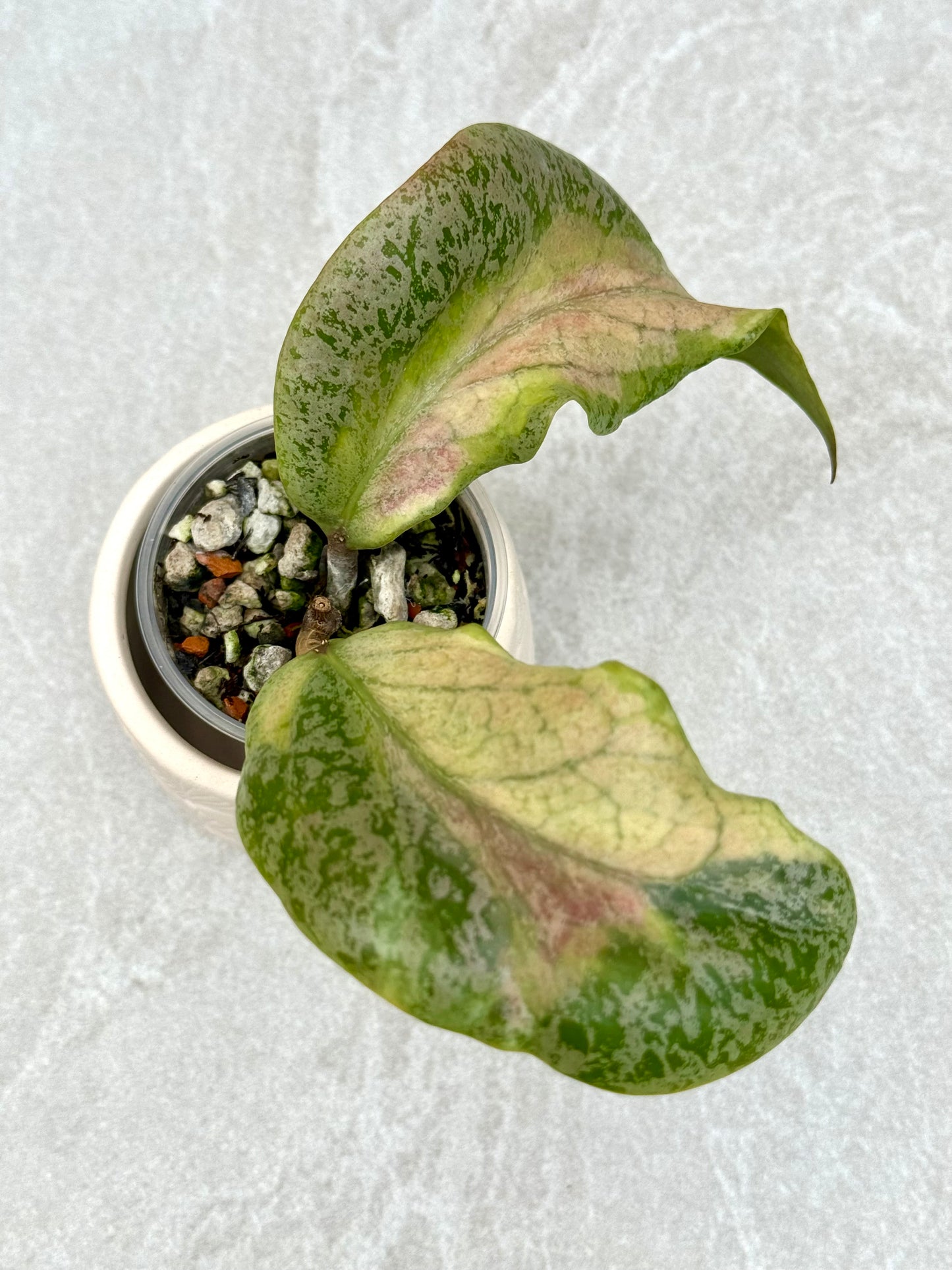 Hoya Autumn Guava