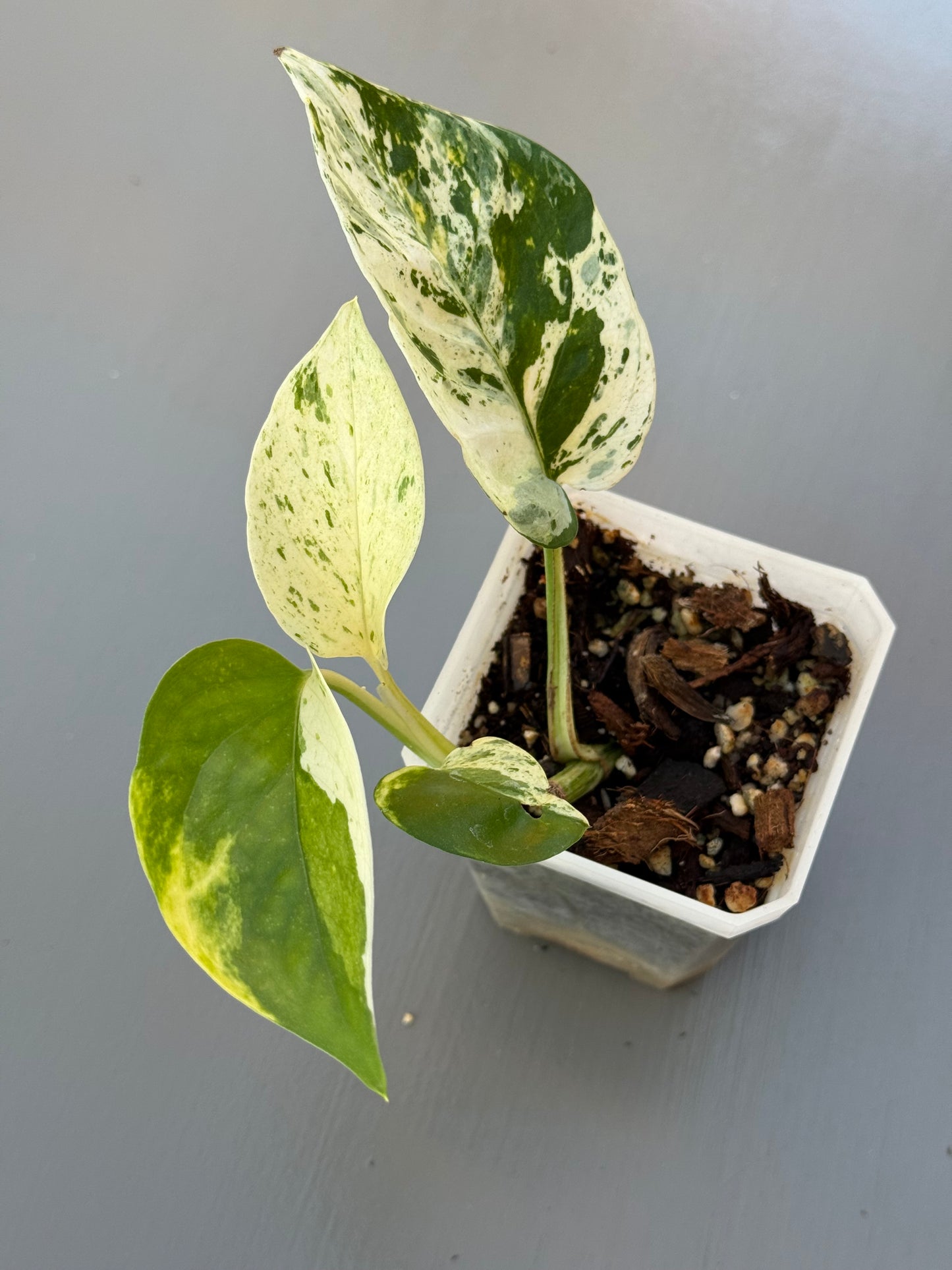 Rare White Sport Golden AKA "Scrambled Egg Epipremnum Aureum"