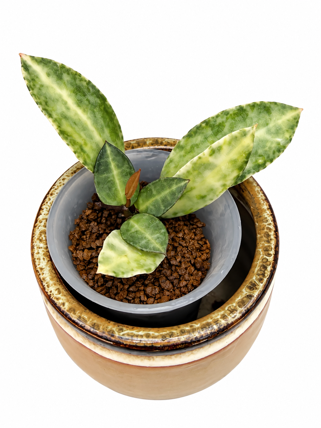 Hoya Lacunosa Peridot