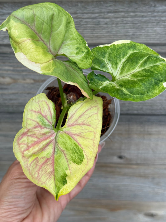 Syngonium Orm Thong/ Mango Allusion Variegated