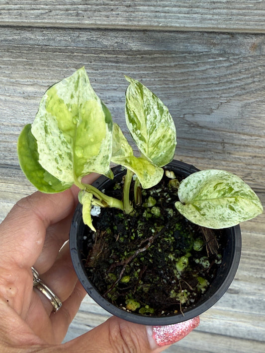 Japanese Global Pothos