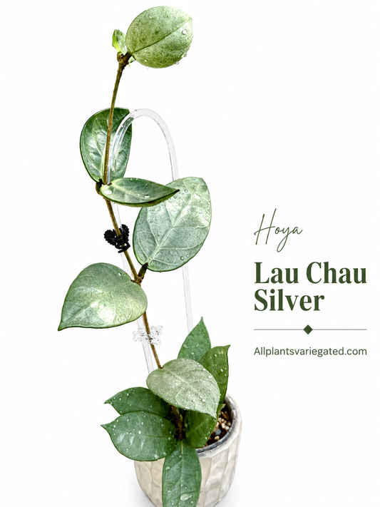 Hoya Lau Chau Silver| Rare Hoya Cutting