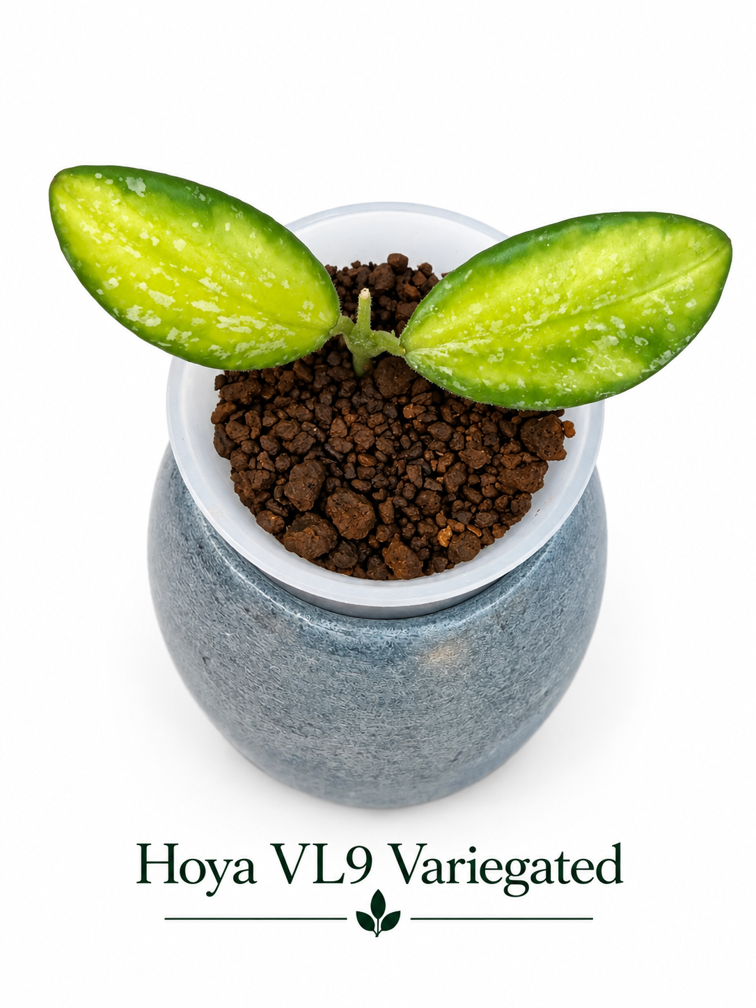 Hoya Variegated Collection – 3 Rare Varieties | Rigidifolia, Phuwuaensis, and VL9