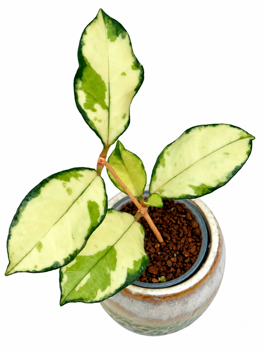 Hoya Crassipetiolata Variegated – Rare Hoya Exact Rooted Plant