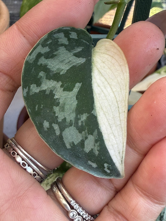 Scindapsus Mayari Variegated Cutting (Grower’s choice)