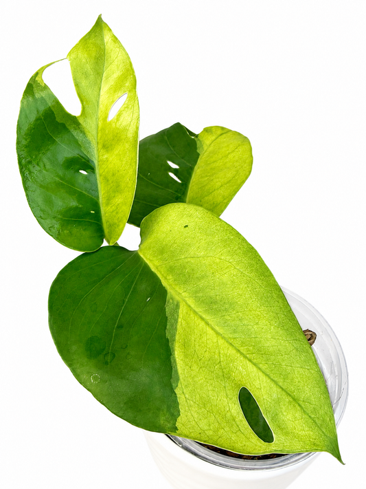 Epipremnum Pinnatum 'Phuket'