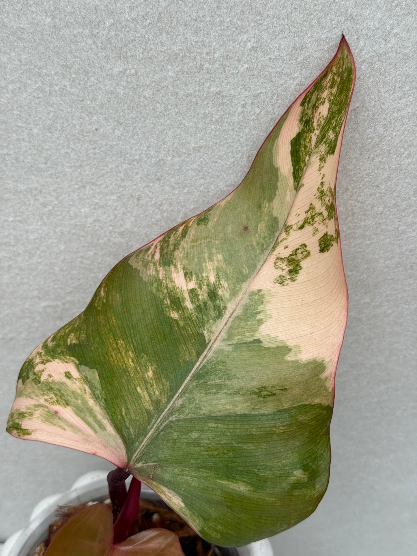 Philodendron Strawberry Shake