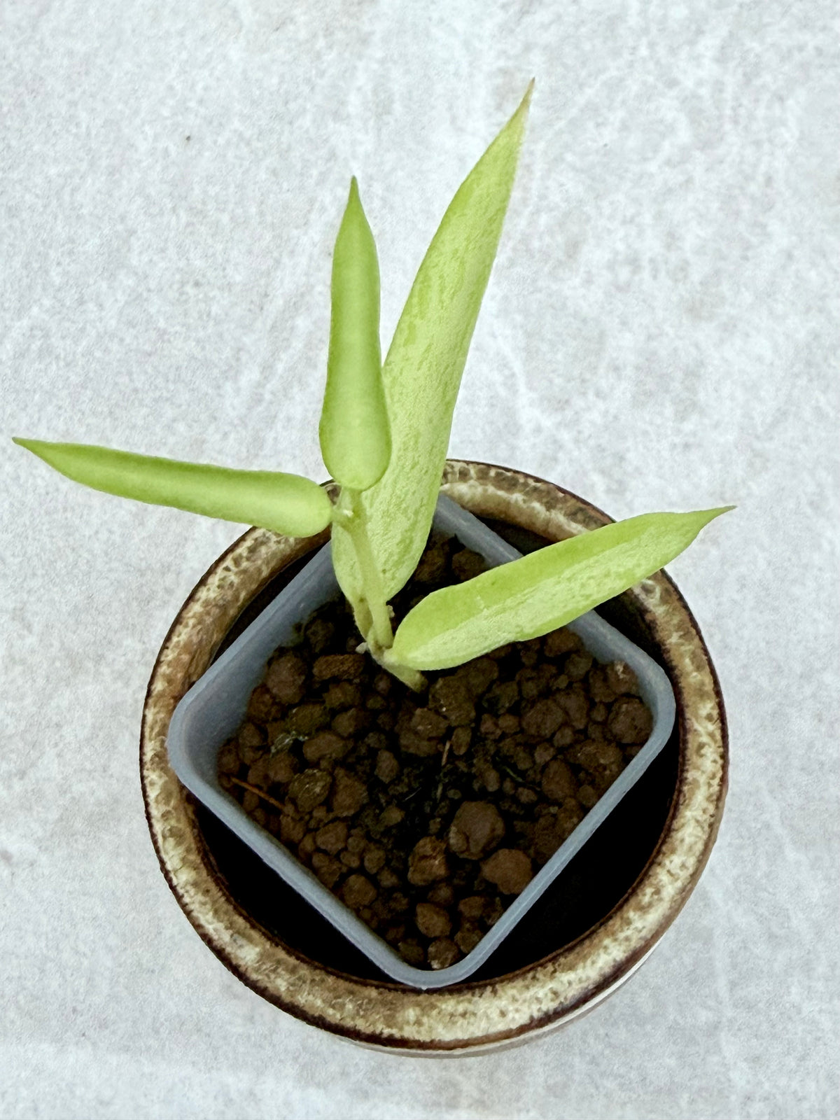 Hoya Burmanica Silver