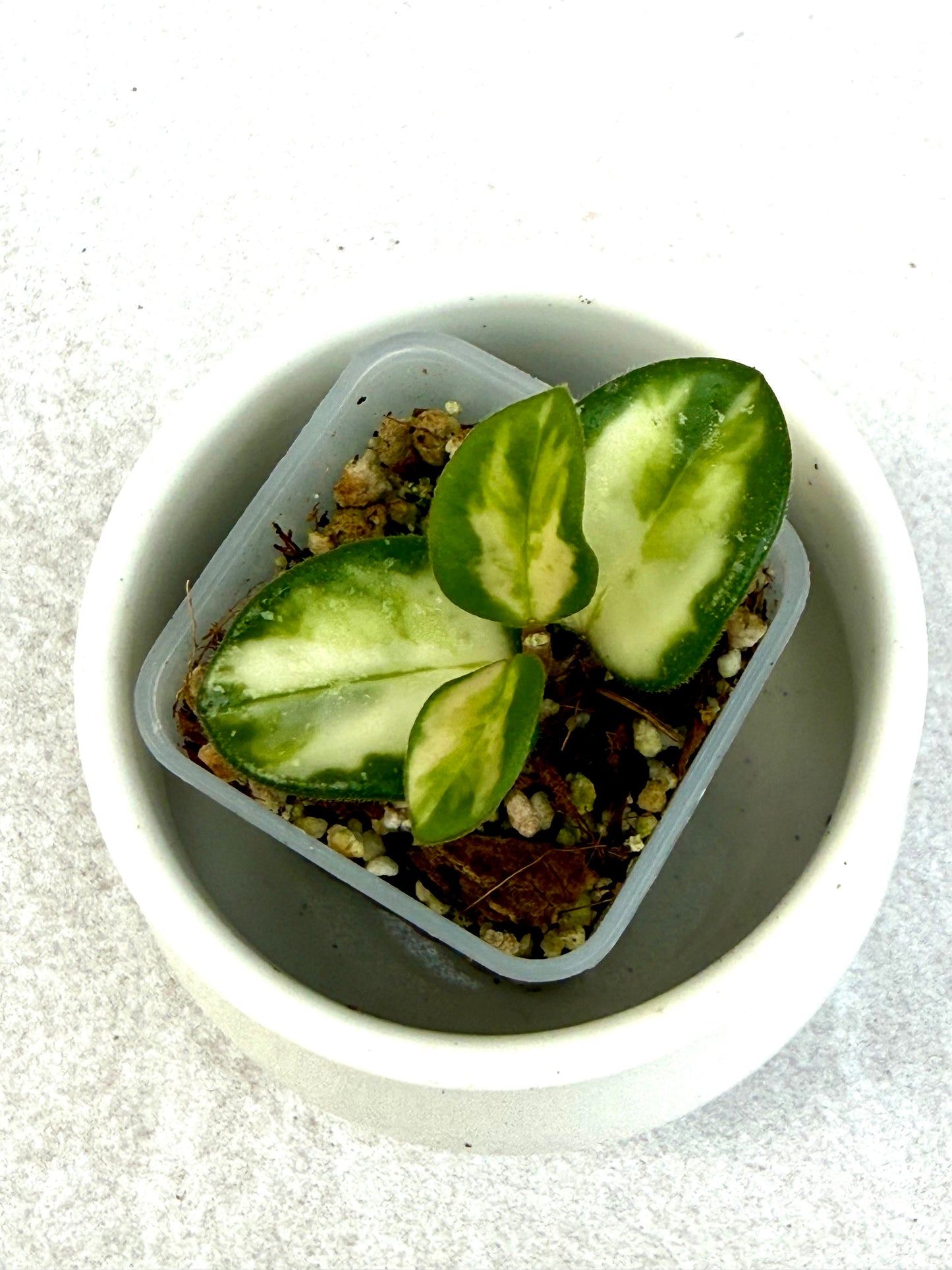 Hoya Mathilde Variegated