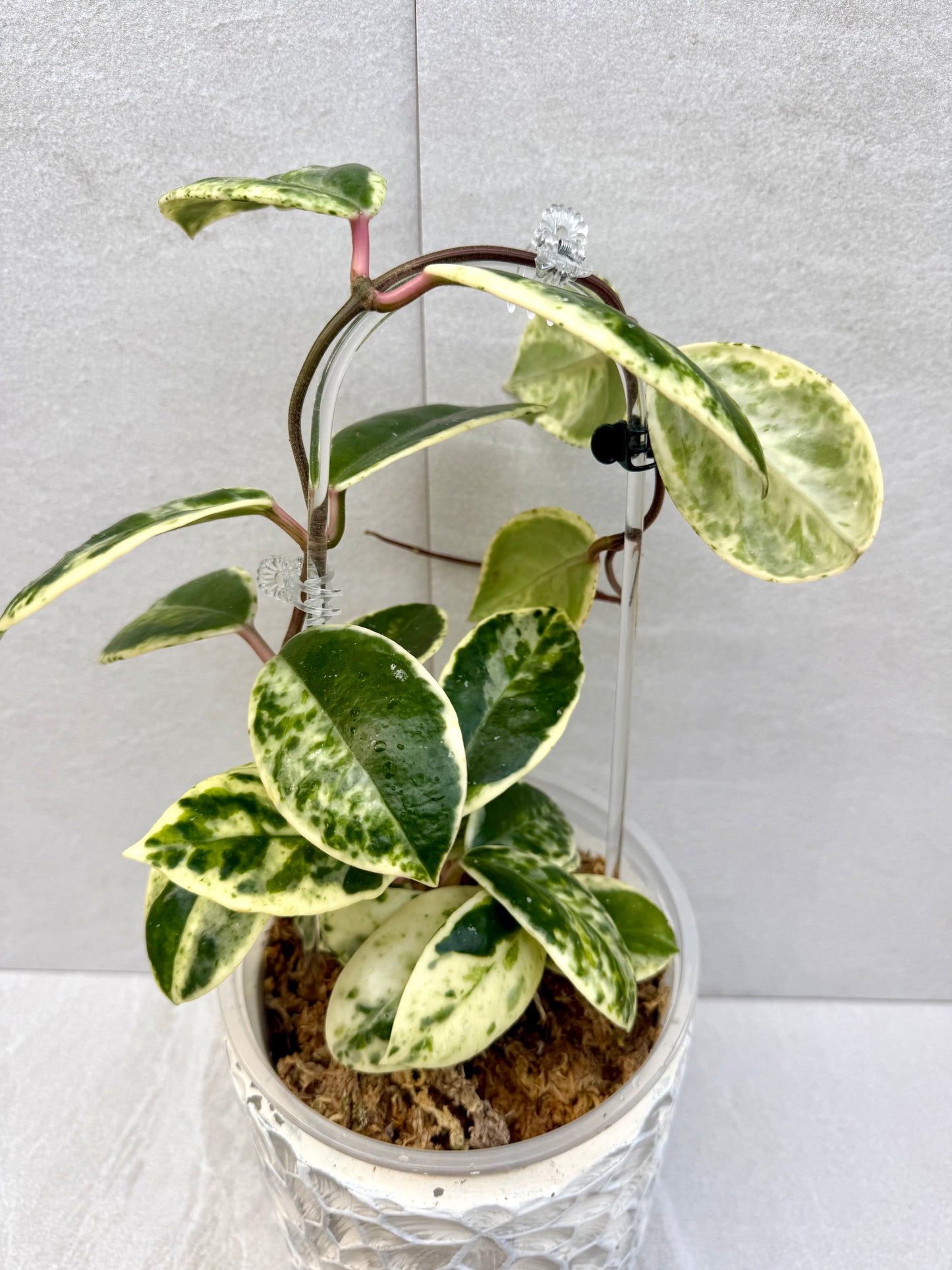 Hoya Madara Snow Angel unrooted cutting (1 node, 2 leaves - grower’s choice)