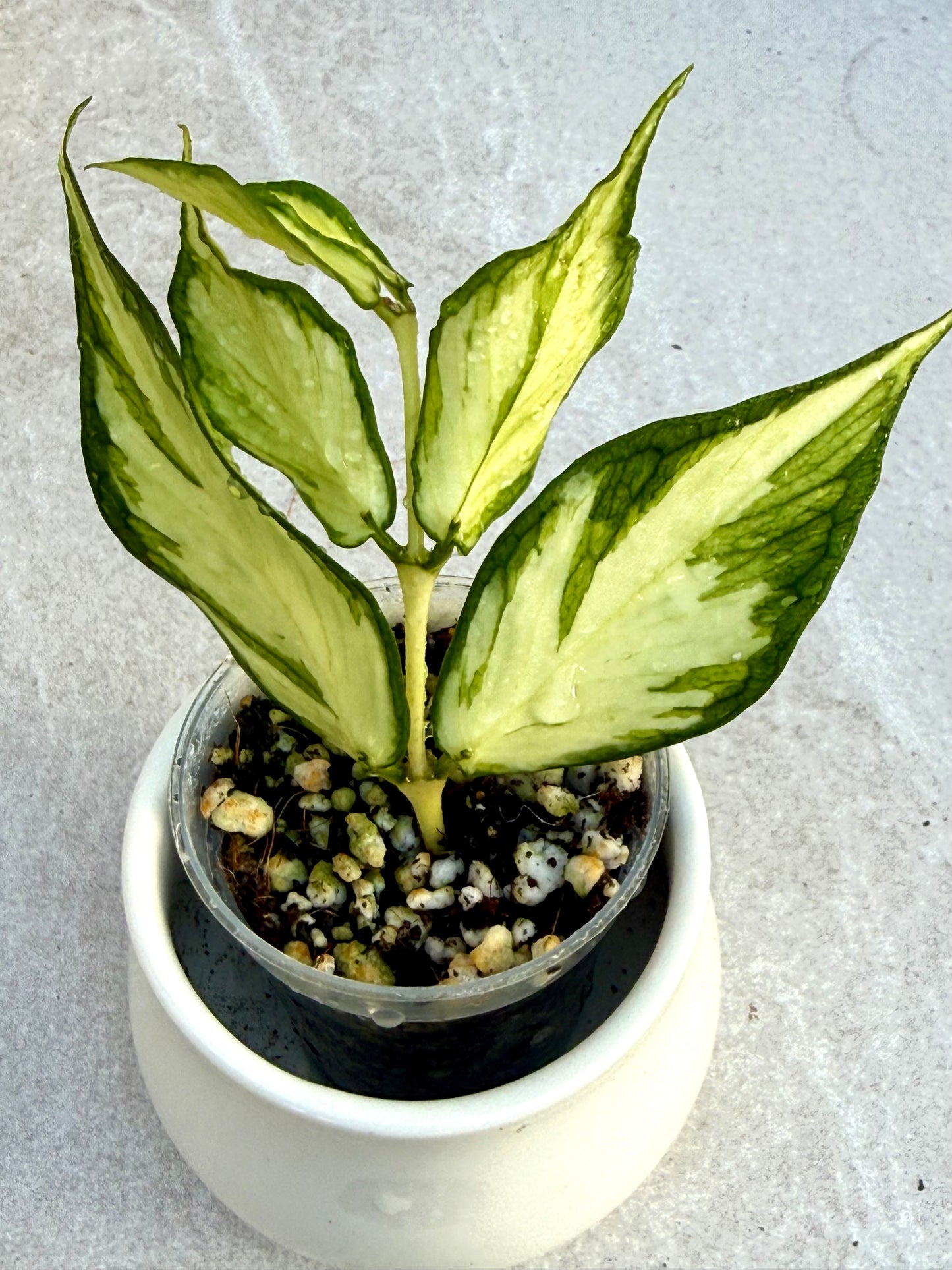 Hoya Polyneura Inner variegated