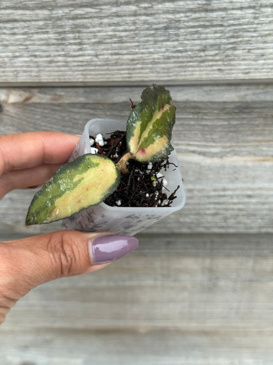 Hoya Caudata Variegated