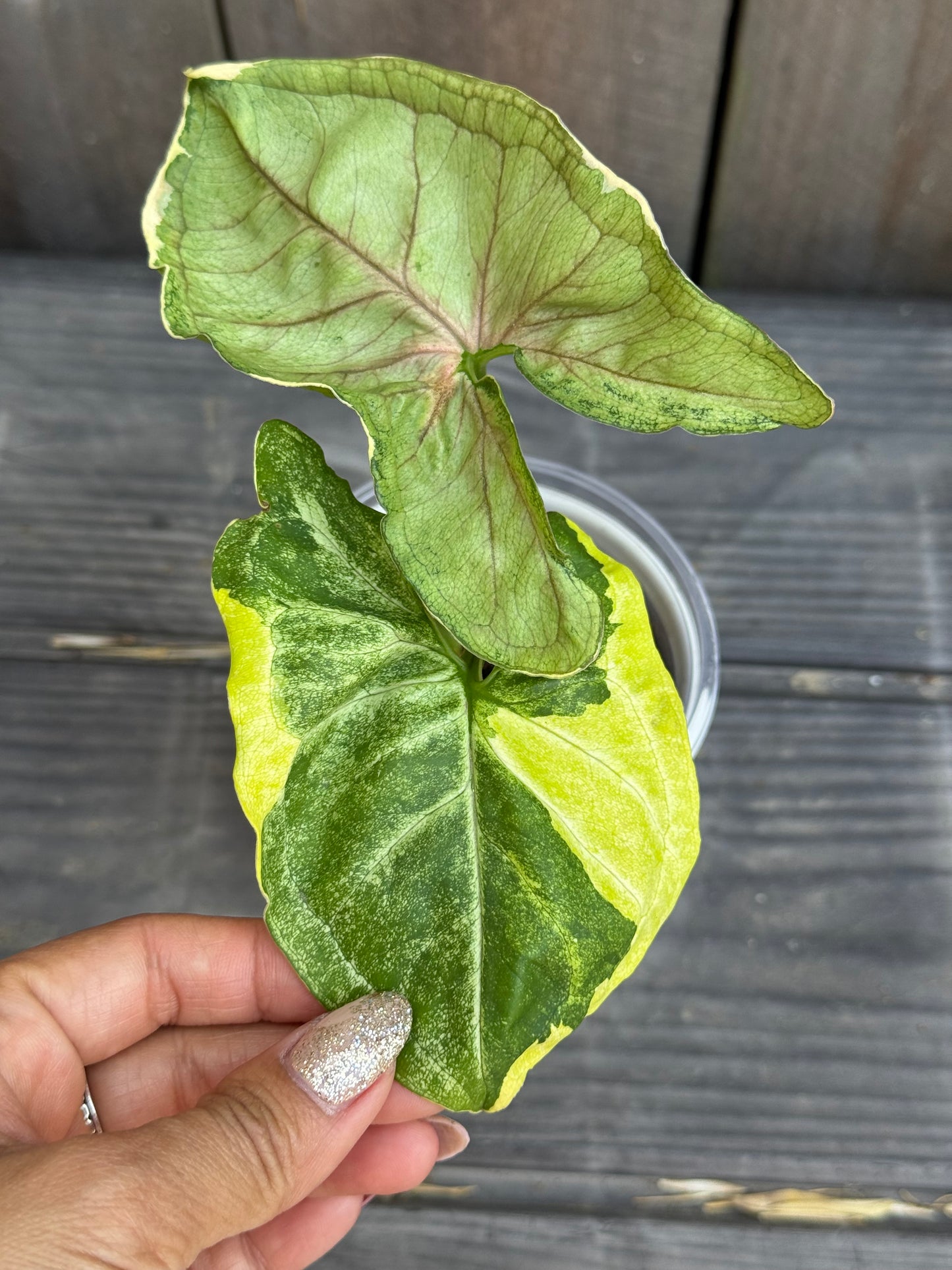 Syngonium Orm Thong/ Mango Allusion Variegated