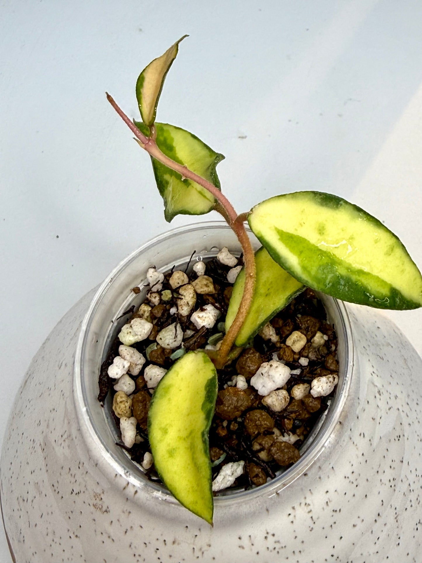 RARE Hoya Phuwuaensis Variegated