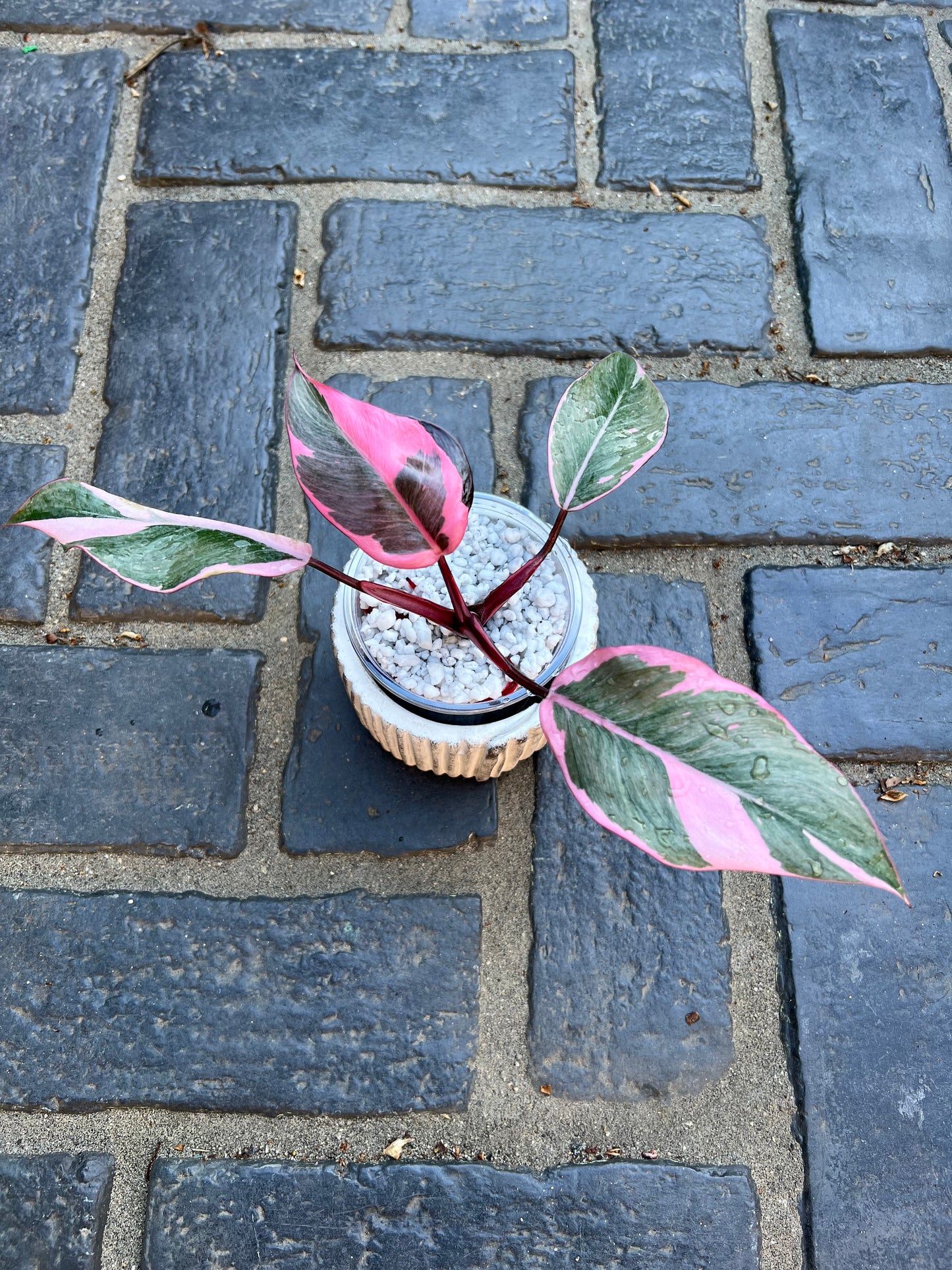 Philodendron Pink Princess Mutation