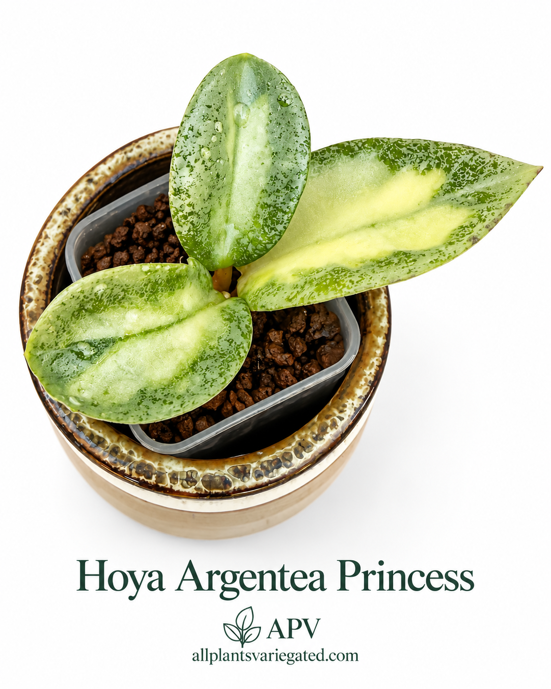 Rare Variegated Hoya 4-Plant Combo – Kirana Silver, Nganjuk Inner Variegated, Lyi ‘Prism’ & Argentea Princess | Rooted Plants