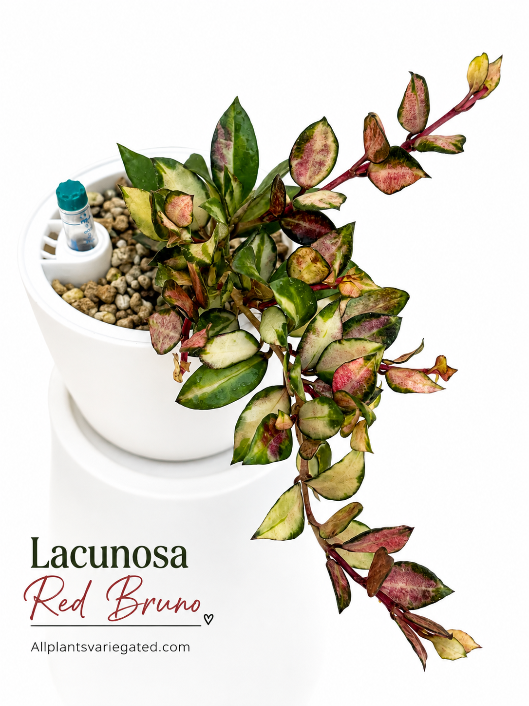 Rare Hoya Lacunosa Red Bruno | Unrooted Cutting