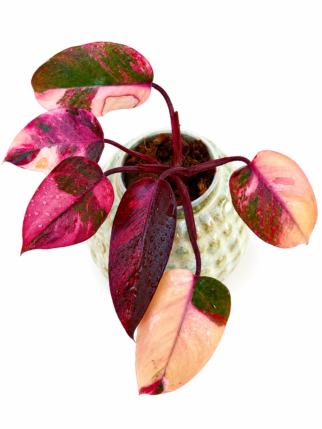 Philodendron Princess Fire