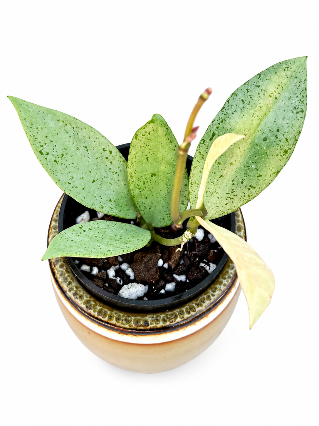 Hoya Winter Pandora | Rare Rooted Variegated Hoya
