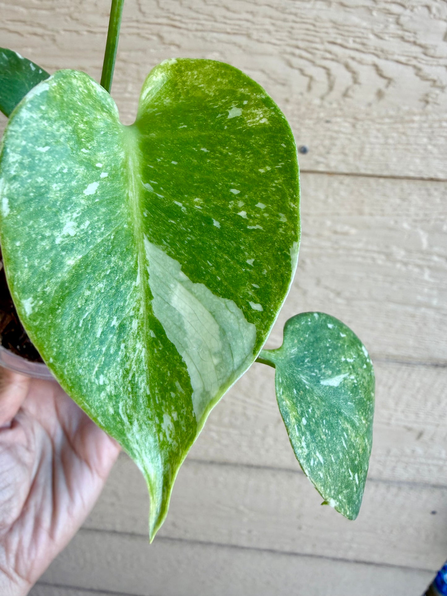 Monstera Thai Constellation ‘Platinum’
