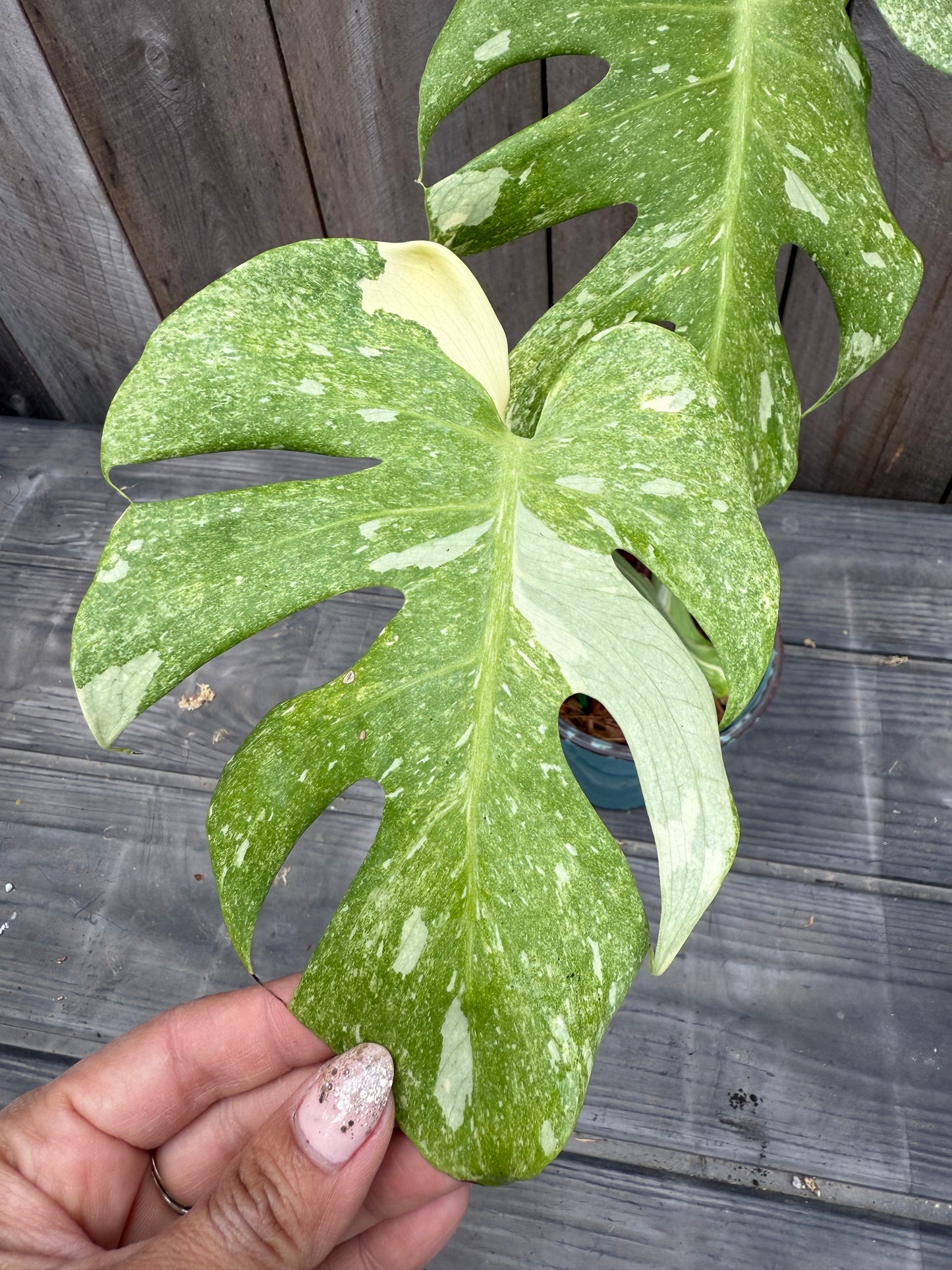 Monstera Thai Constellation ‘Platinum’