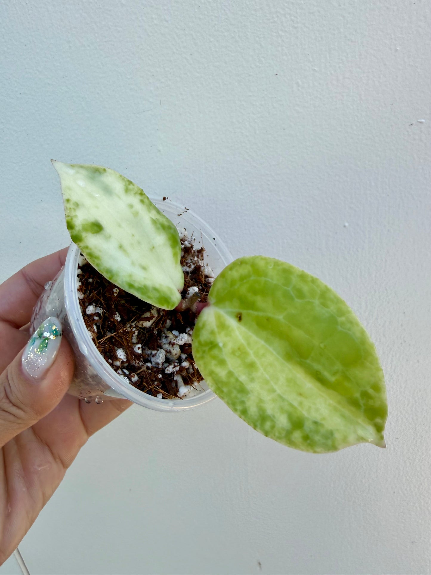 Hoya Crocodile High Variegation