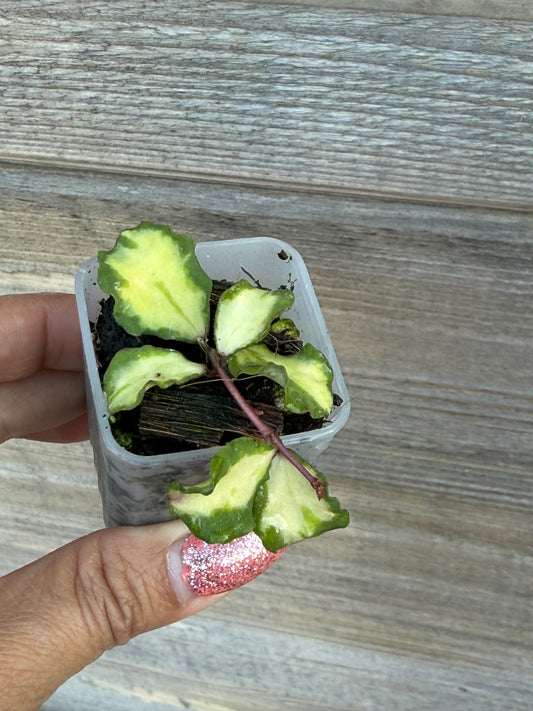 Hoya Kanyakumarian Variegated
