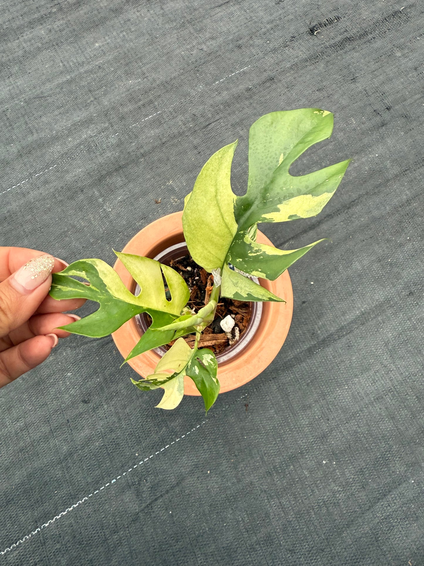 Rhaphidophora Tetrasperma Variegated