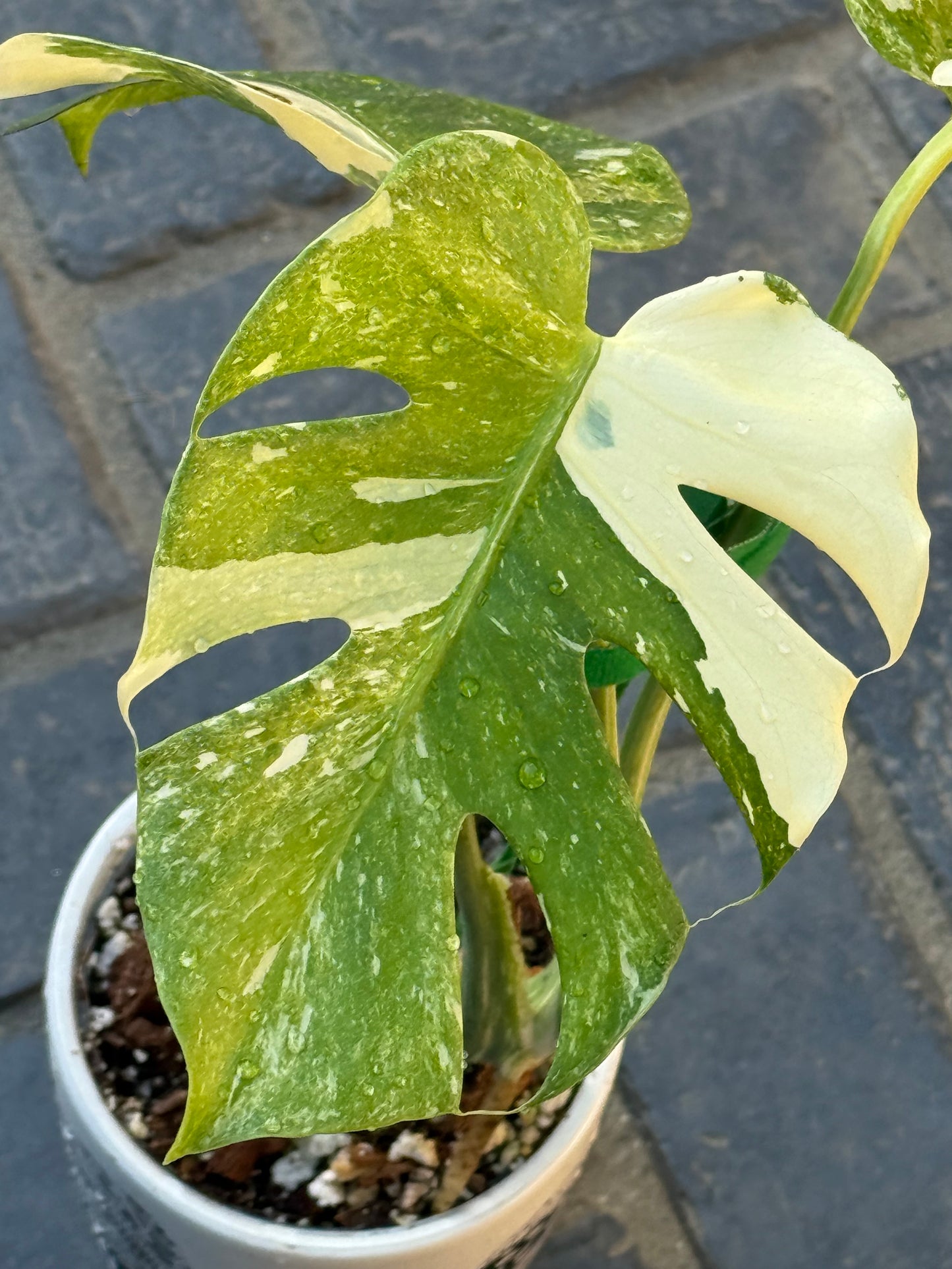 Monstera Thai Constellation ‘Platinum’