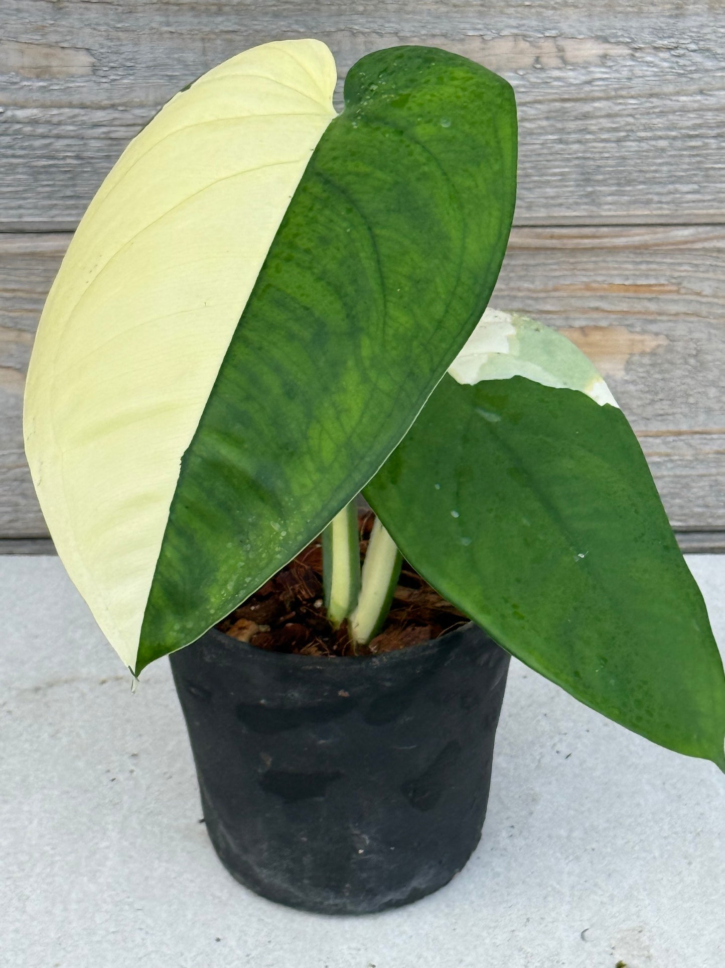 Syngonium Chiapense Variegated