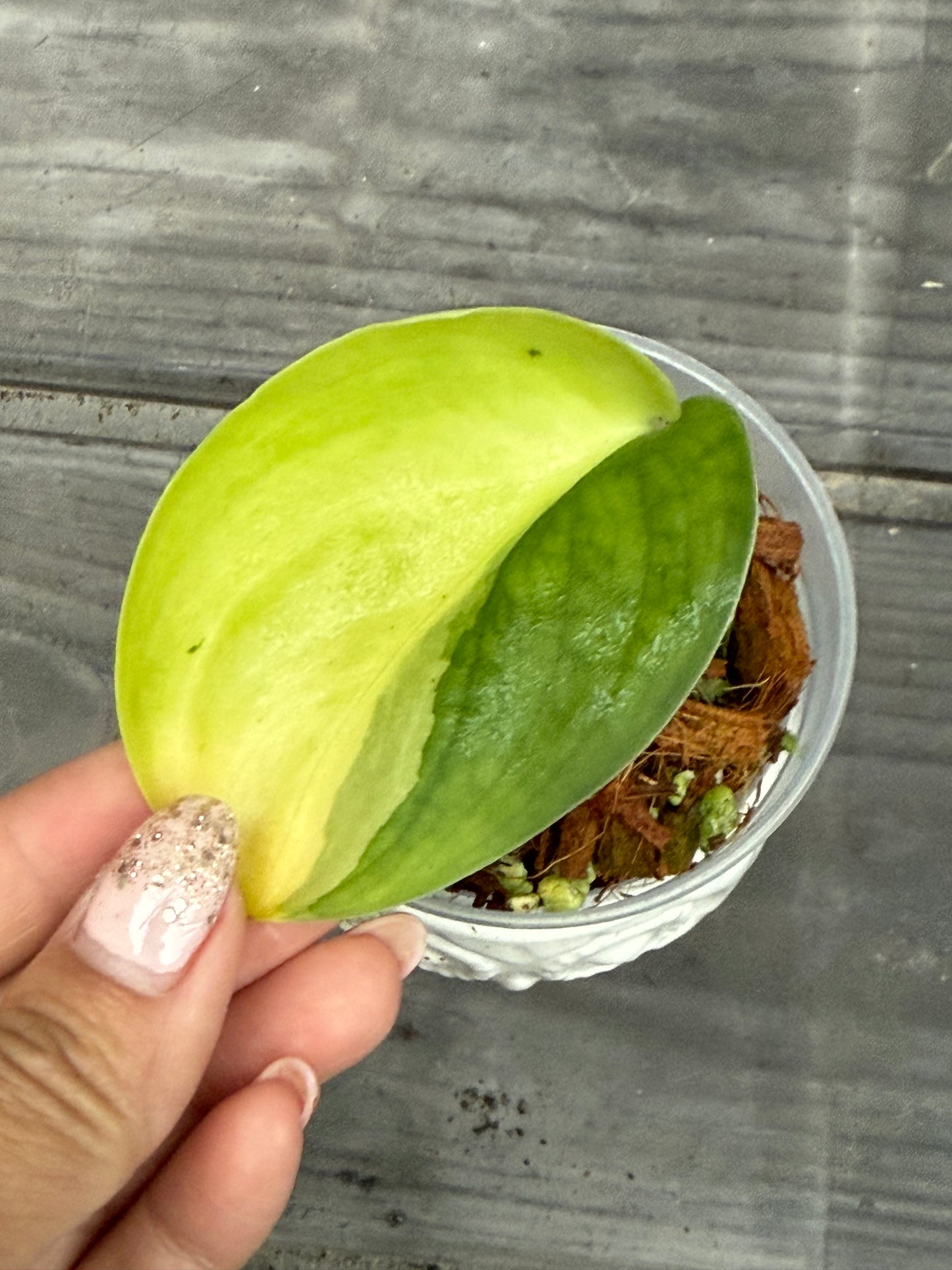 Scindapsus Jade Satin Aurea