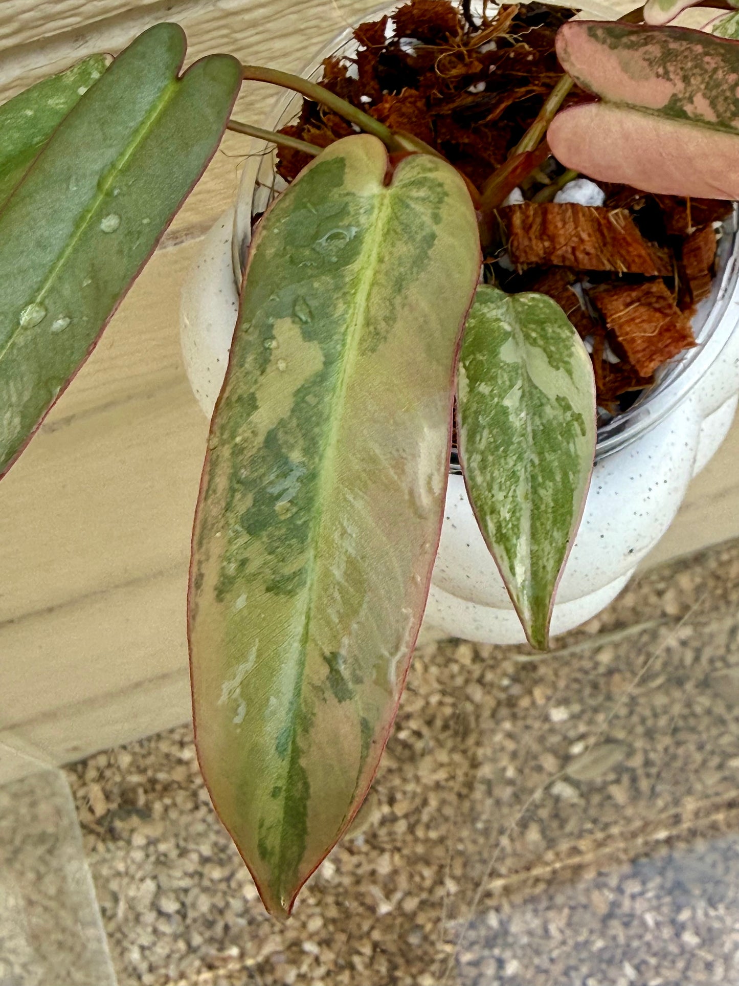 Philodendron Atabapoense Pink Variegated