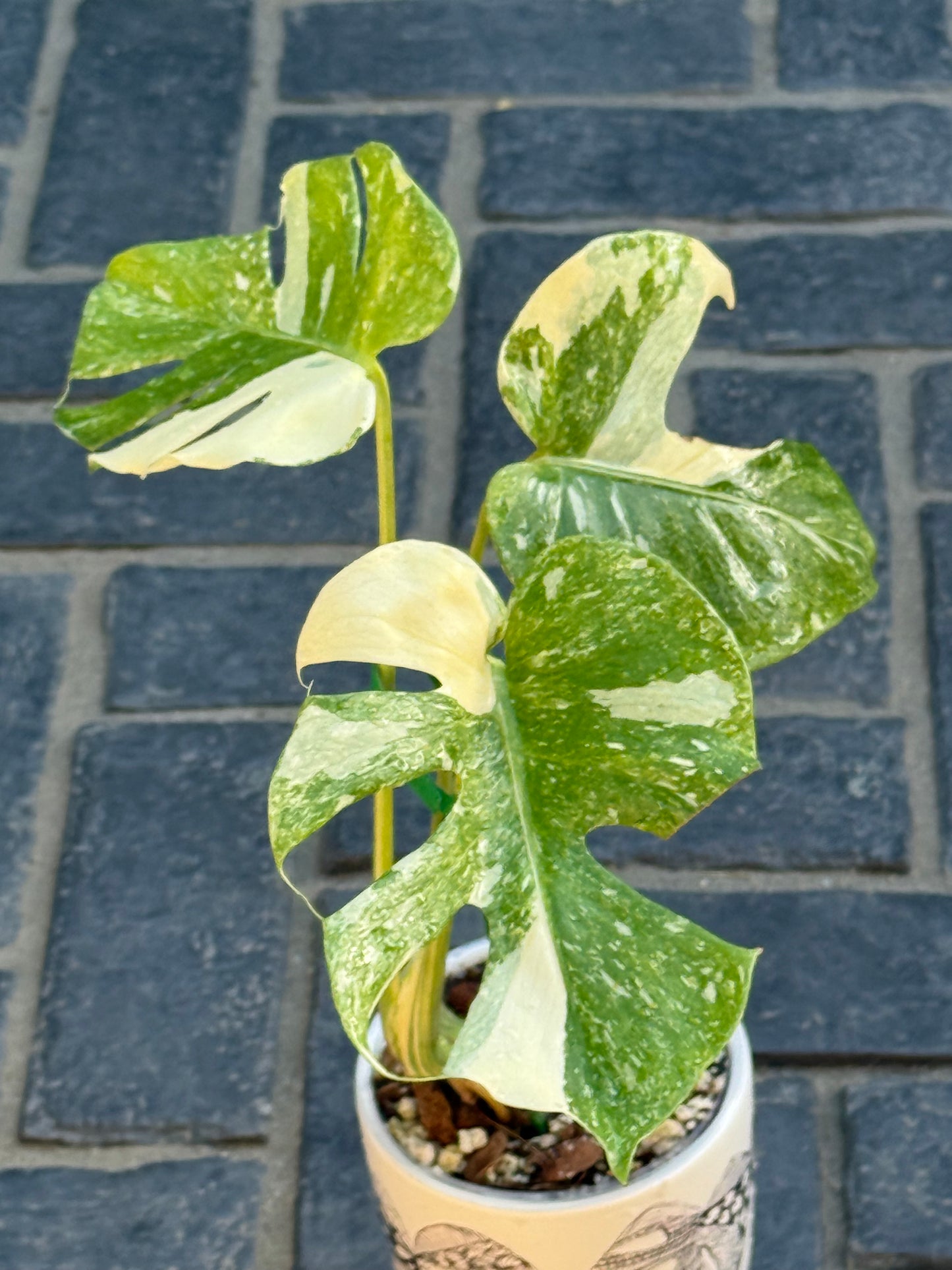 Monstera Thai Constellation ‘Platinum’