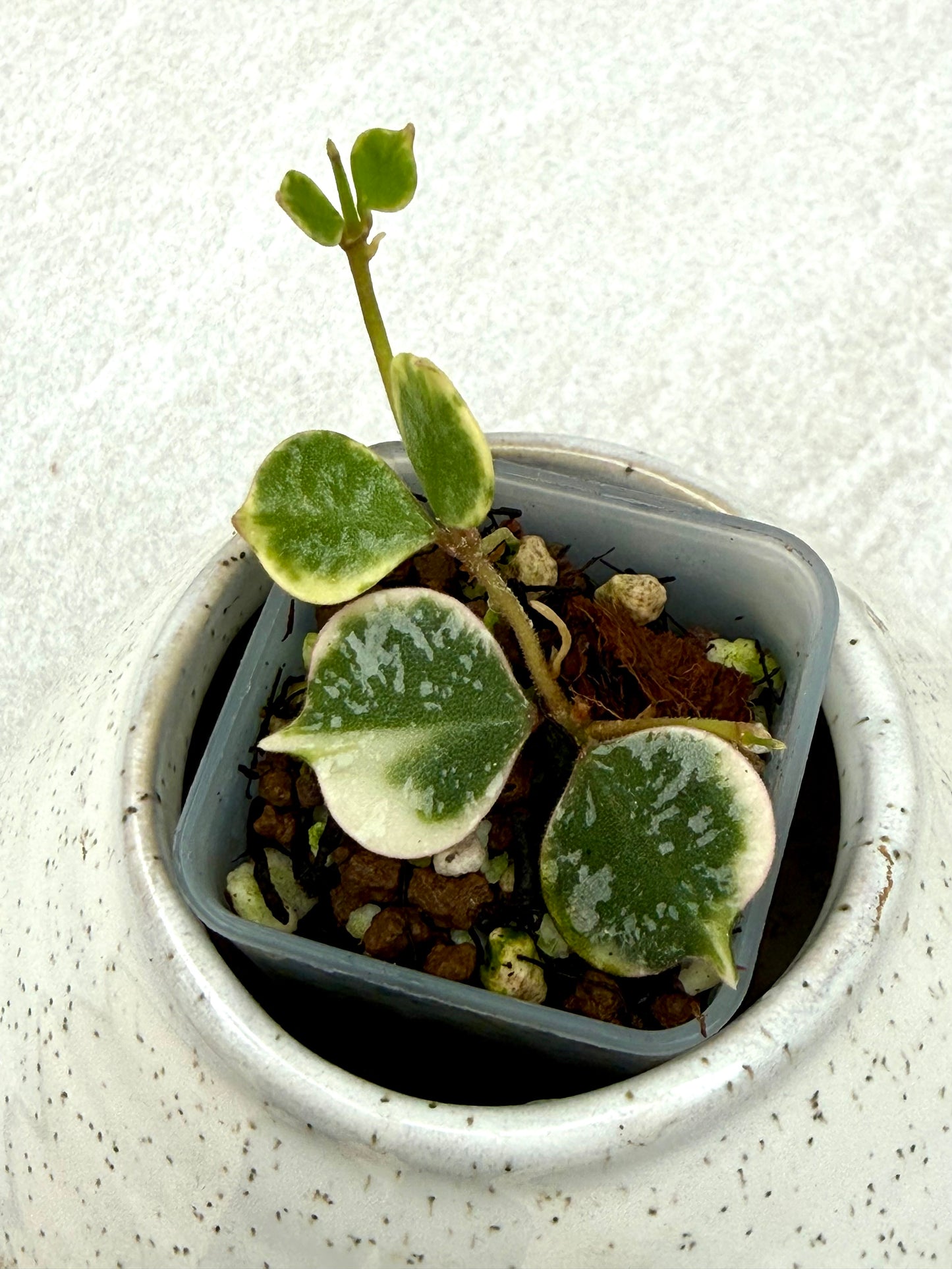 Hoya Curtisi Outer Variegated