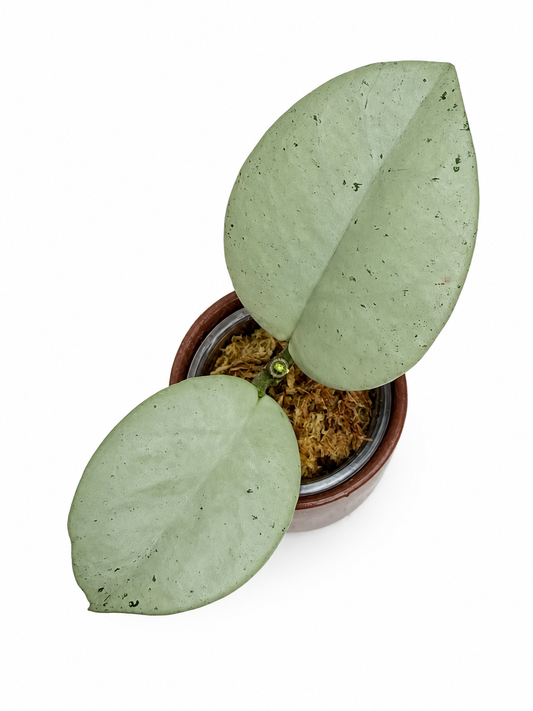 Hoya Carnosa TPQ-030 "Stardust Silver" - Unrooted Cutting - 1 node, 2 leaves - Grower's Choice