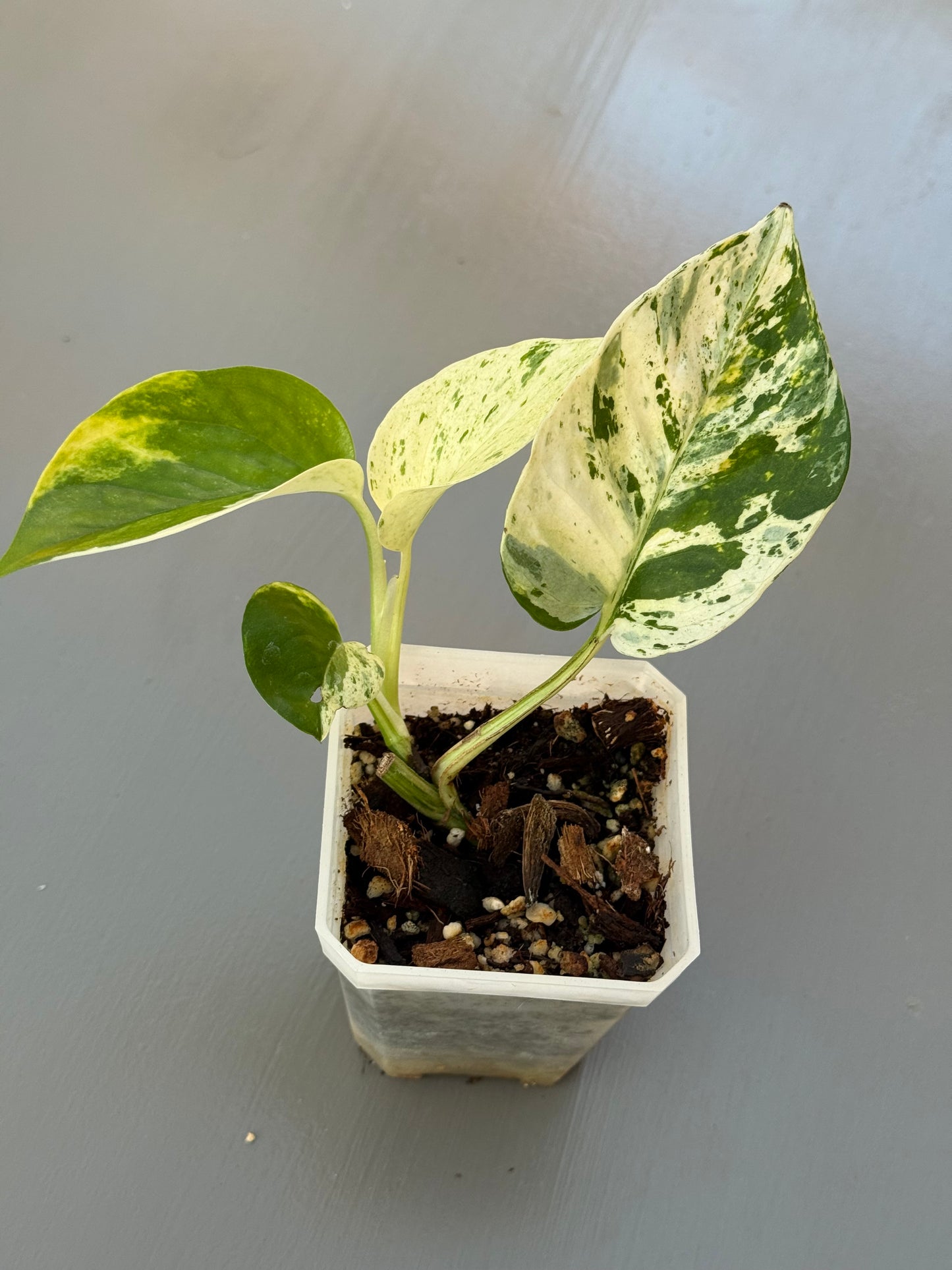Rare White Sport Golden AKA "Scrambled Egg Epipremnum Aureum"