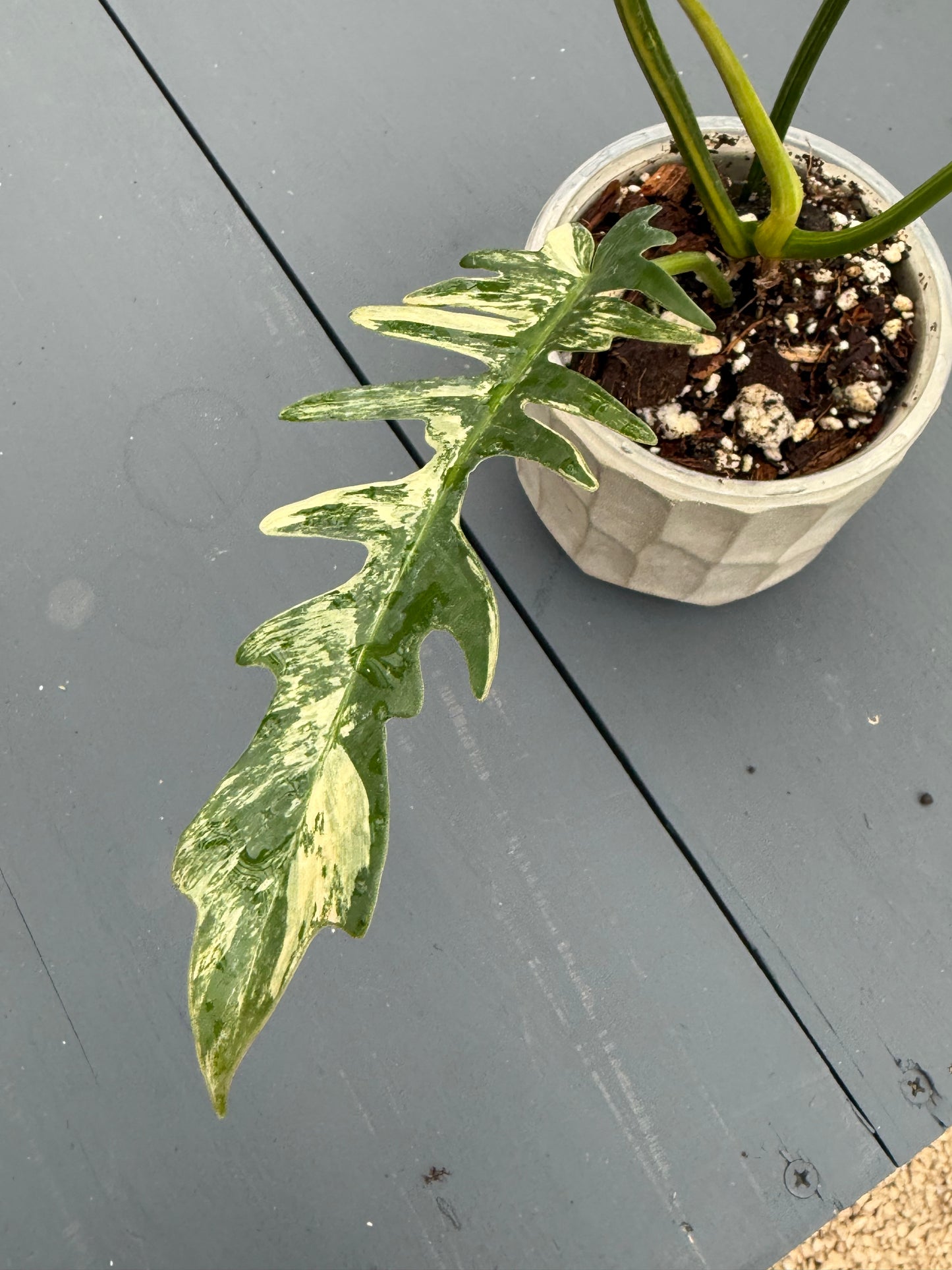 Philodendron Florida Beauty x Tortum