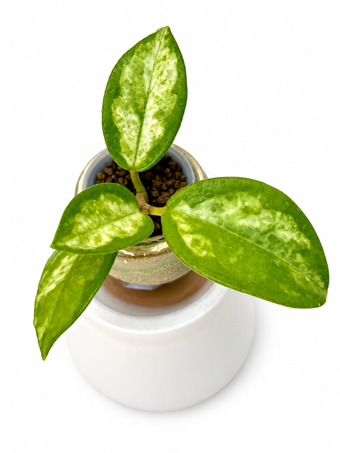 Hoya Madara Green Edge