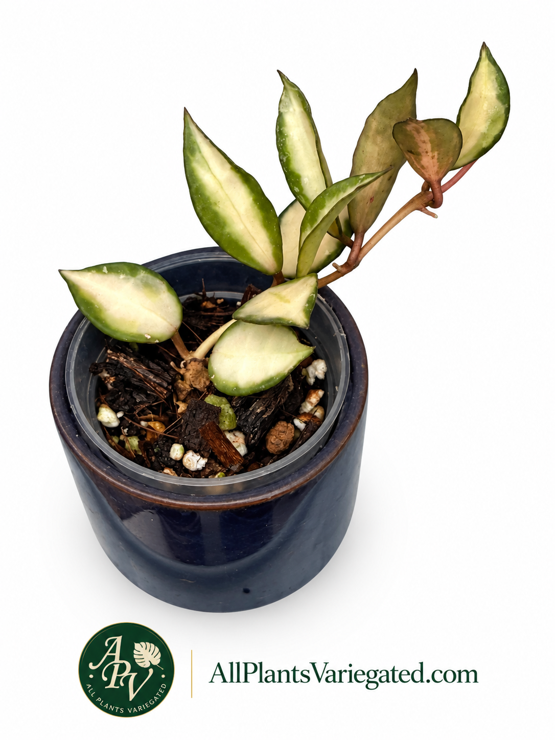 Hoya Lacunosa Souma Variegated