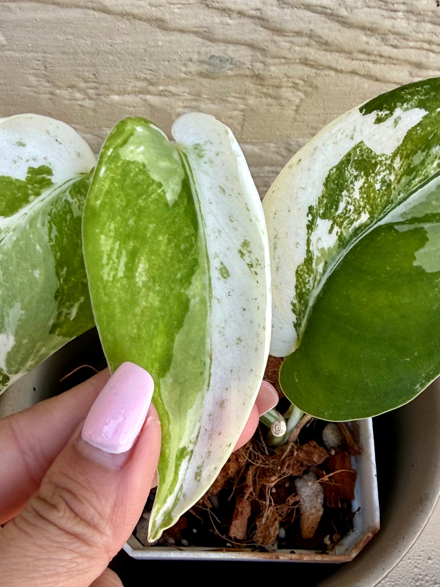 Scindapsus Silver Satin Variegated