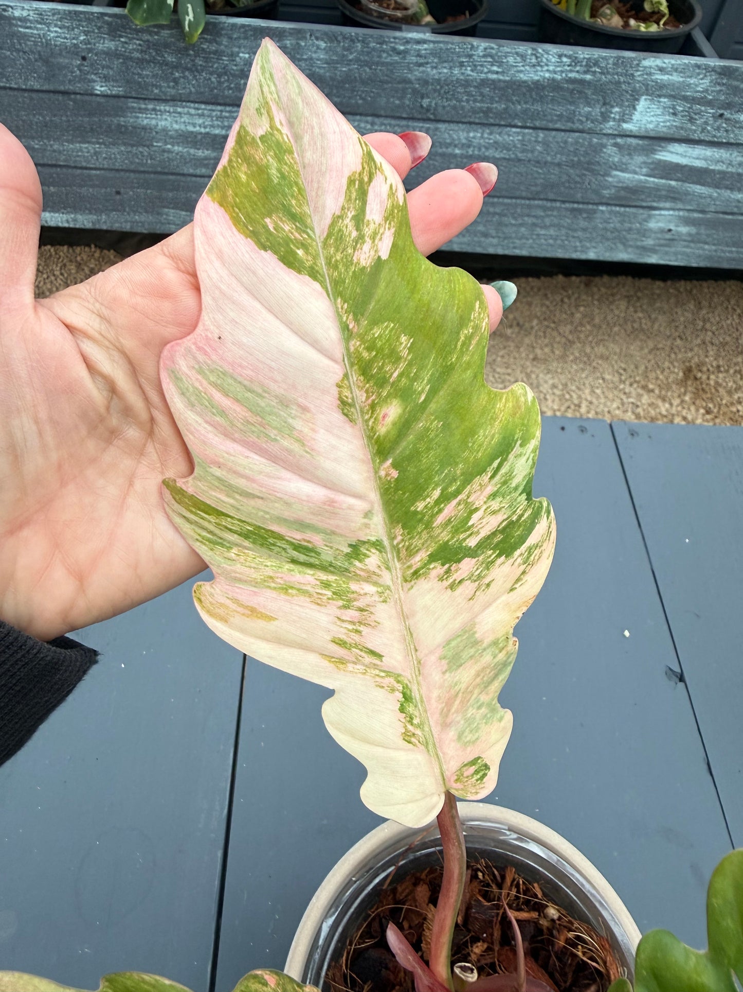 Philodendron Caramel Marble