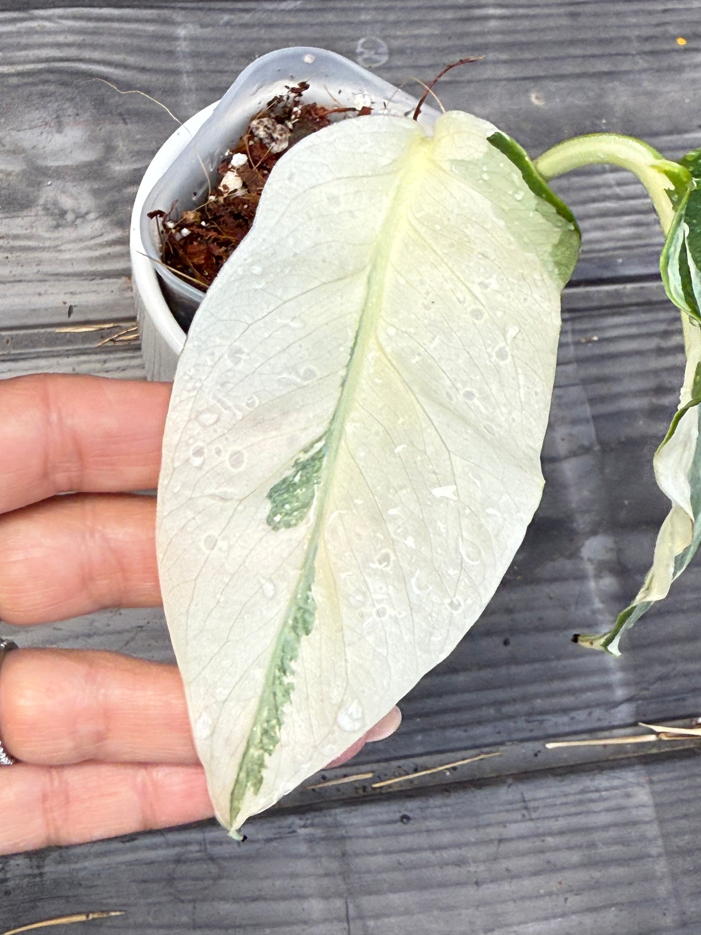 Monstera Albo High Variegation
