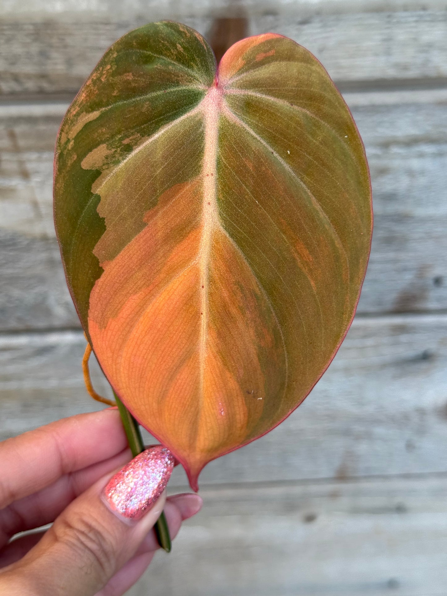 Philodendron Micans Variegated Large Leaves Unrooted Cutting (grower’s choice)