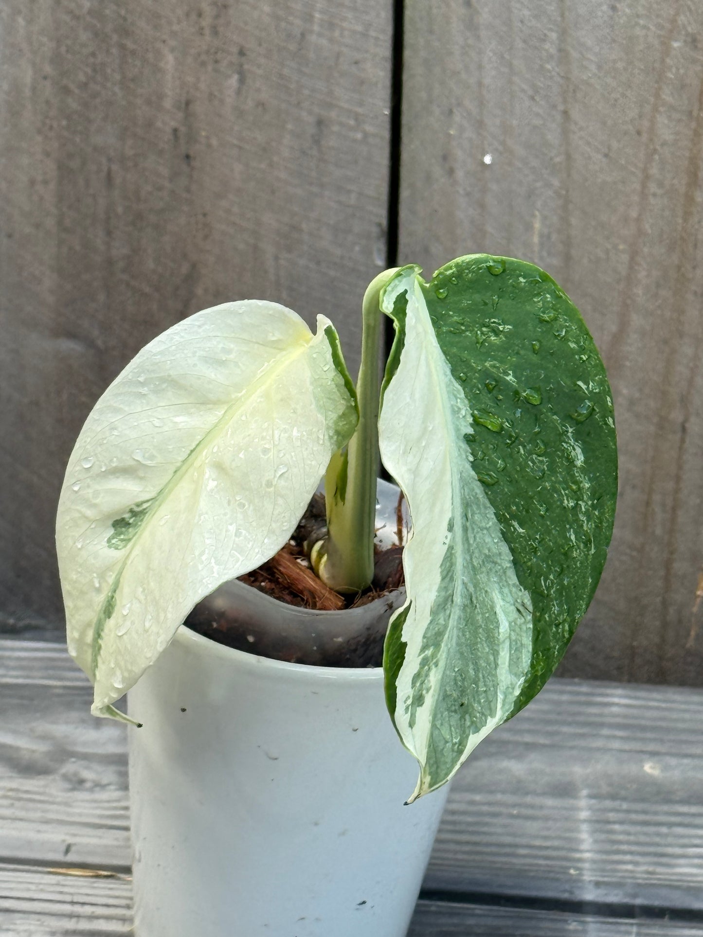 Monstera Albo High Variegation