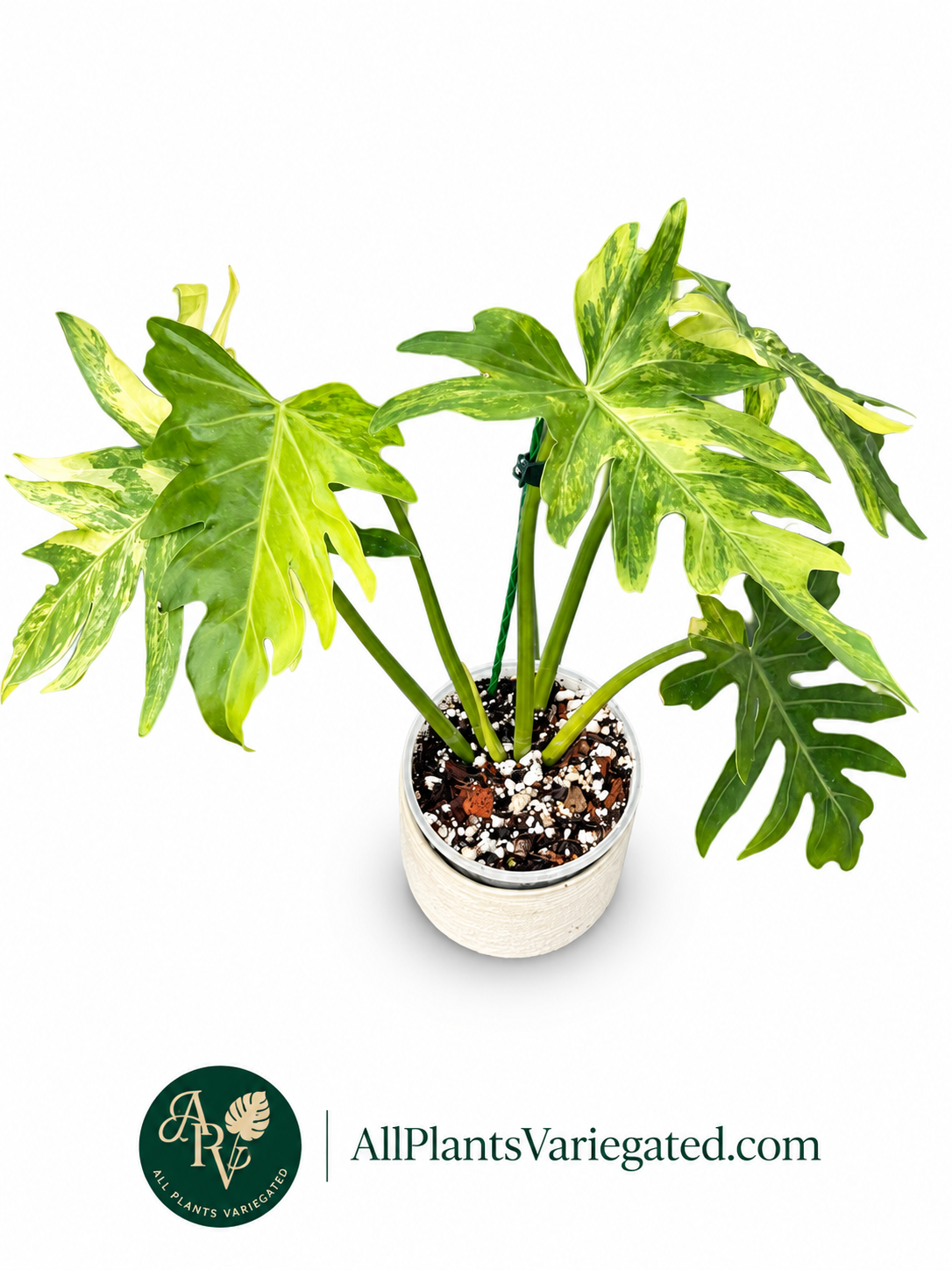 Rare Variegated Philodendron Radiatum Aurea | Rooted Plant | Collector Aroid