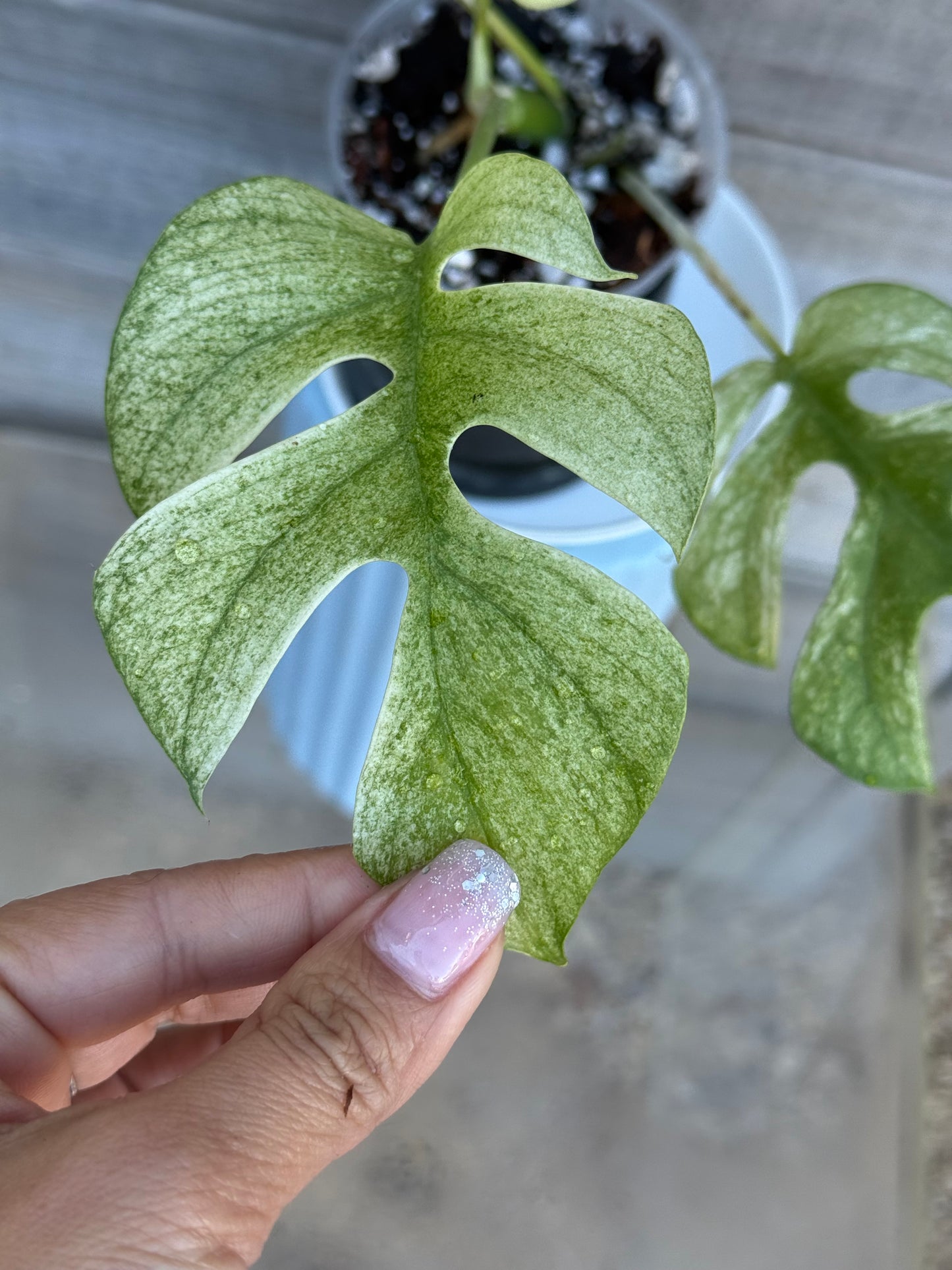 Rhaphidophora Tetrasperma White Monster