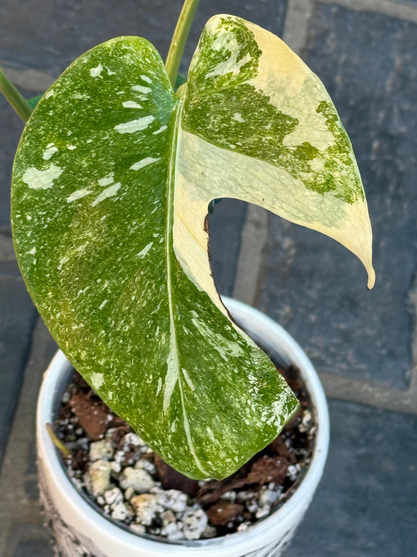 Monstera Thai Constellation ‘Platinum’