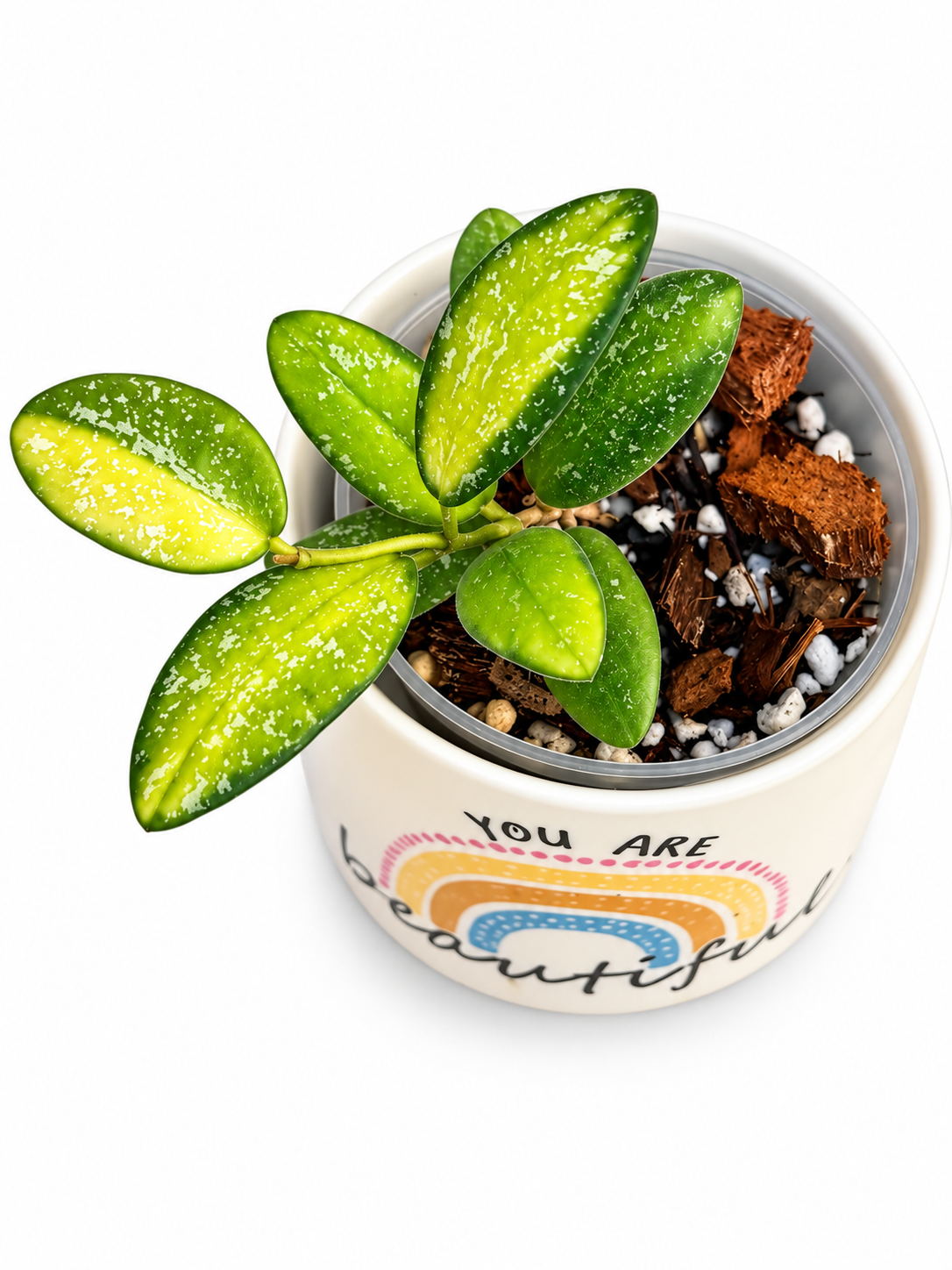 Hoya VL9 Variegated | Rare Rooted Variegated Hoya