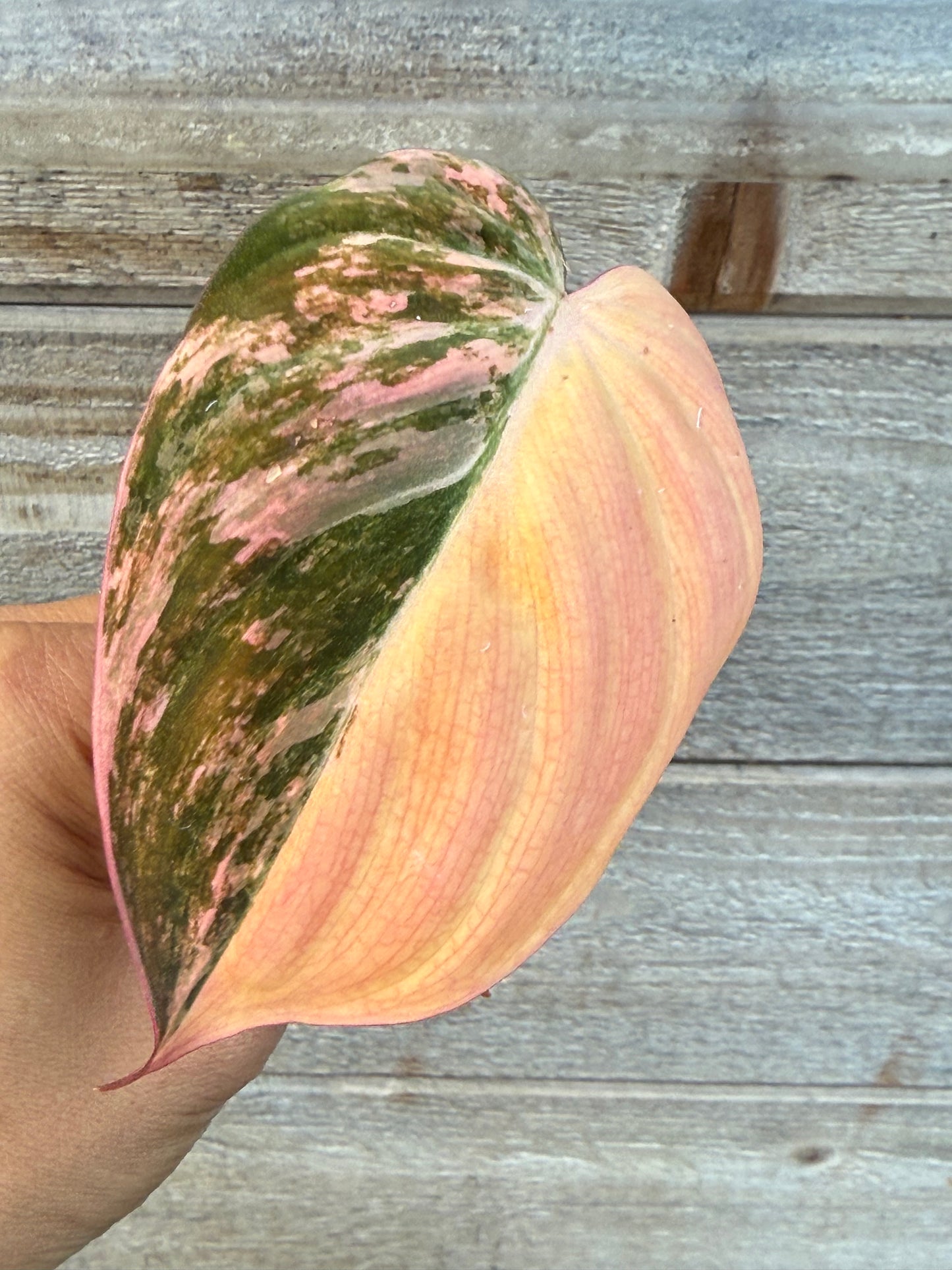 Philodendron Micans Variegated Large Leaves Unrooted Cutting (grower’s choice)
