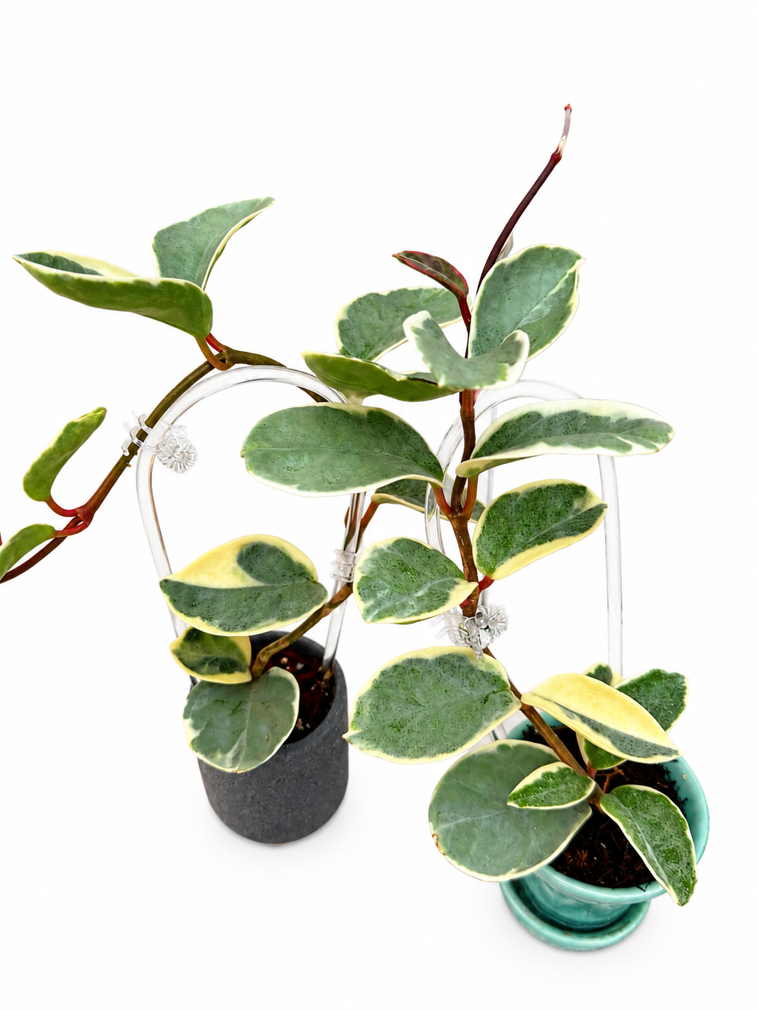Hoya Carnosa Argentea Picta | Rare Variegated Hoya Unrooted Cutting